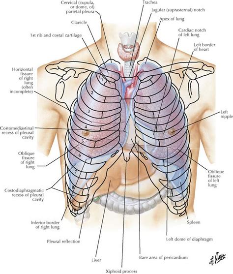 Hips — blog — kinesi, llc. Organs Within Ribcage : Lungs Stock Photos - Download 6,575 Images - Or, illustrations of the ...
