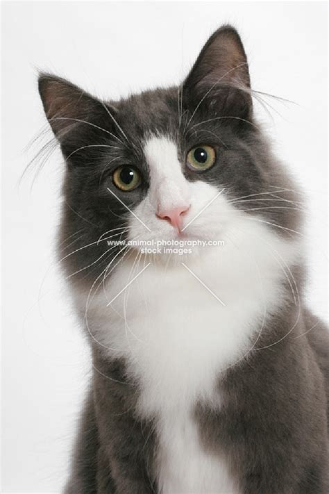 Animal Photography Male Norwegian Forest Cat Blue Smoke