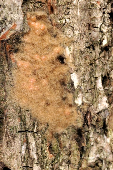 Dead branches will be leafless. Gypsy Moth in Indiana from Purdue Entomology | Purdue ...