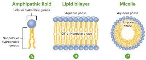 Struktur Lipid