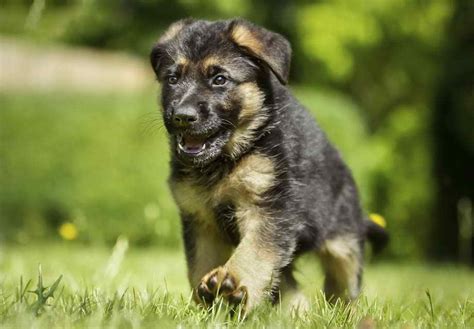 Purebred german shepherds will have pedigree papers that prove registration to the kennel club and means that they have atleast 3 generations of pure recorded family history. German Shepherd Akc Puppies | PETSIDI