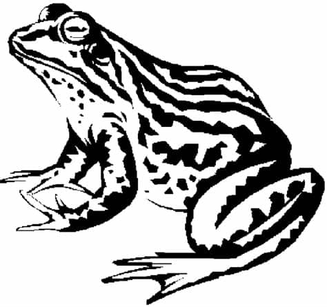 Nacen en el agua y respiran por la piel. CanalRed > Plantillas para colorear de Animales Ranas ...