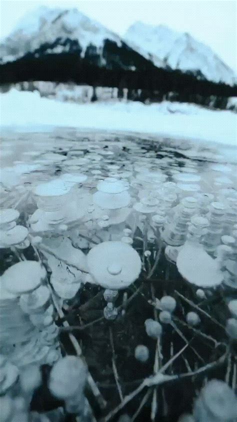 Methane Bubbles Frozen In The Ice On Abraham Lake In Alberta Canada