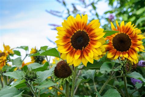 Growing Sunflowers From Seed - BBC Gardeners' World Magazine