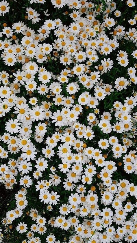 White Daisy Flower Aesthetic X Wallpaper Teahub Io