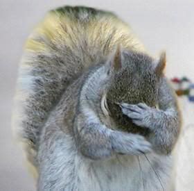 Image result for squirrel facepalm