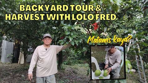 Backyard Tour And Harvest Fruit Trees Grow Your Own Food With Lolo