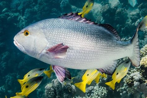 Here Are The 10 Different Kinds Of Fish Found In The Philippines Your