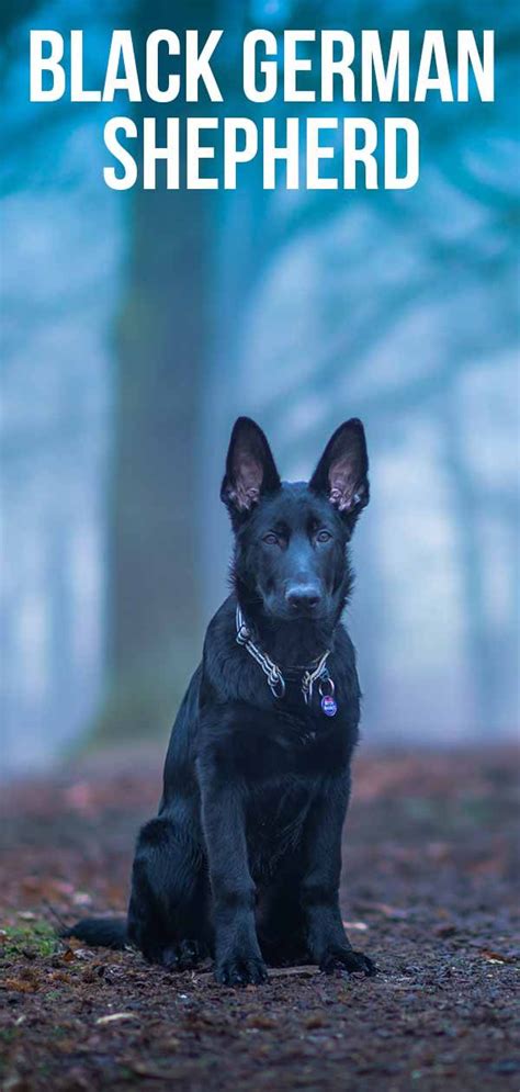 Black German Shepherd Fascinating Facts About Your Favorite Dog