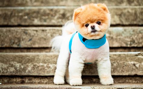 Boo The Cutest Dog Wallpapers Hd Wallpapers Id 11486