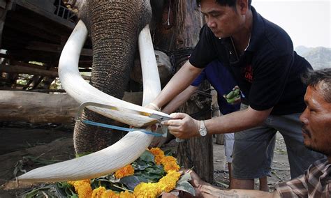 Tusk Trade Elephant Has Its Tusked Trimmed Legally As Wildlife Charities Urge Crackdown On