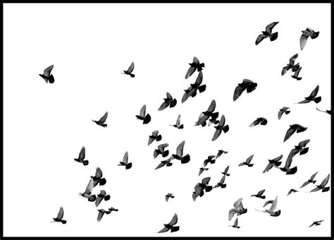 All of the flying birds on this list can reach up to at least 26 lbs, with the largest weighing over 40 unlike the other large flying birds on this list, the female eurasian black vultures are larger than the. Flying Birds Poster - Posterstore.eu