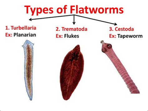 Topic Flatworms презентация онлайн