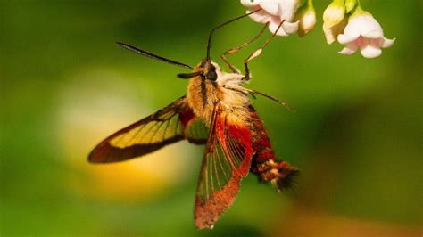 Hummingbird Moth Natures Incredible Mimic Youtube