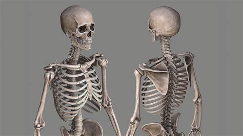 3D asset Human Skeleton Caucasian Male | CGTrader