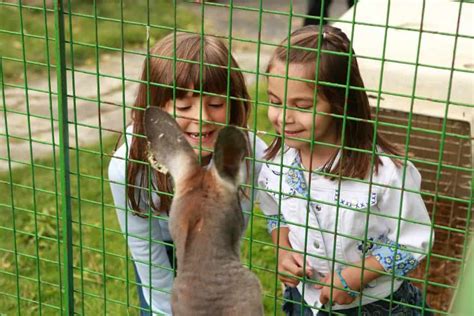 Farm Animal Petting Zoo - Pop! Events Group
