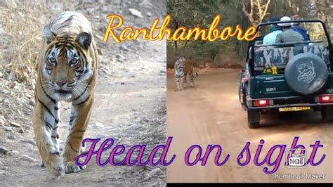 Tiger Sightings Ranthambore Tiger Sightings Head On Sight YouTube