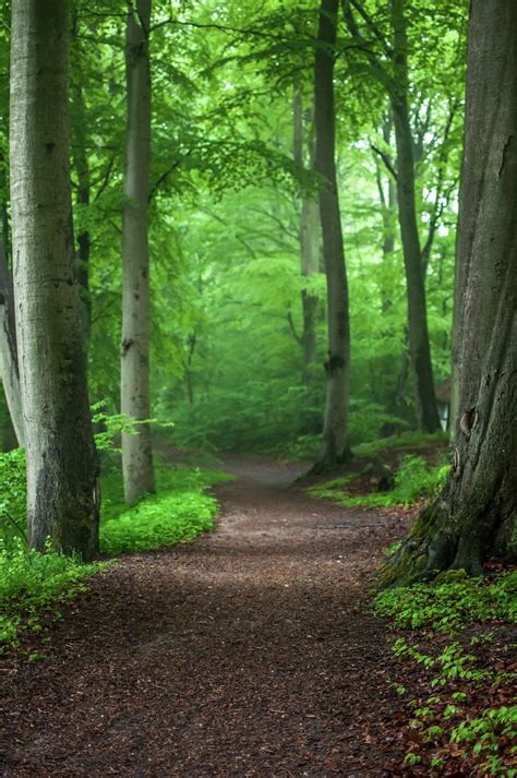 Natureland Landscape Forest Path Nature Photography