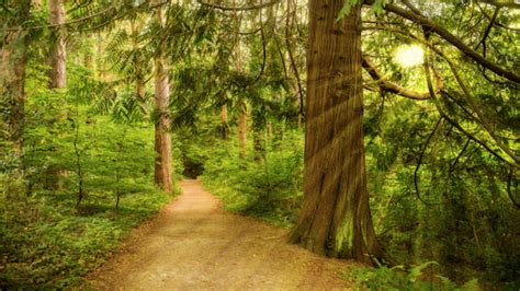 8 Ways Walking In The Woods Can Make You Happier Healthista