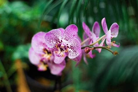 Pin De Pearl Aranda En Beautiful Orchids Plantas De Interior Imagenes De Orquideas Plantas