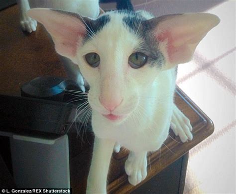 Posted by himsa at 6:27 am. Meet Teddy the Oriental Shorthaired Cat | Cuteness Overflow