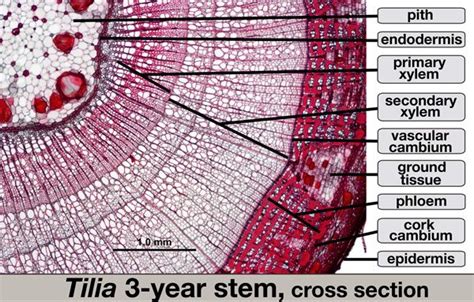 Tilia 3 Year Stem Ground Tissue Epidermis Stem