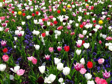 Free Photo Flowers Spring Tulips Flower Bed Free Image On Pixabay