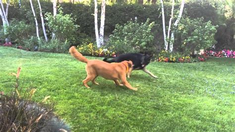 11 Month Old German Shepherd And Golden Retriever Play Youtube