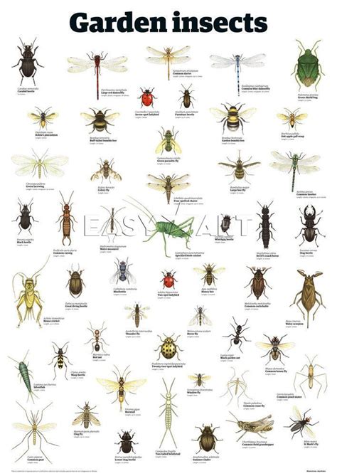 Insectidentificationchartentomology Garden Insects Art Print By