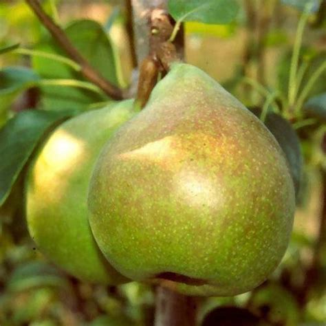 Pear Tree Doyenne Du Comice Buy Pear Tree Doyenne Du Comice