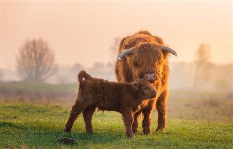 Fluffy Baby Cow Wallpapers Wallpaper Cave