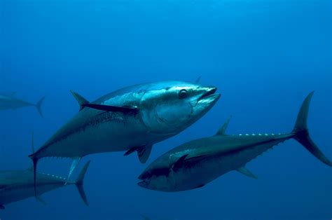 Take Action To Protect The Bluefin Tuna Bluefin Tuna Atlantic