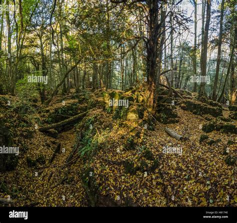 Autumn At Puzzlewood In The Forest Of Dean Gloucestershire Uk Stock