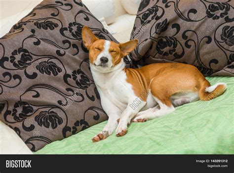 Dormant Basenji Dog Image And Photo Free Trial Bigstock