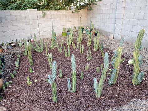 Mostly Trichocereus Garden With A Couple Of Others Sprinkled In Now To