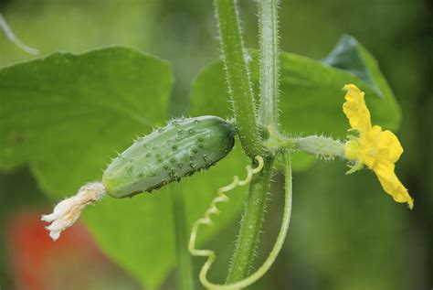 Flowers in april before leaves. My Cucumbers Are Turning Yellow on the Vine | Plant leaves ...