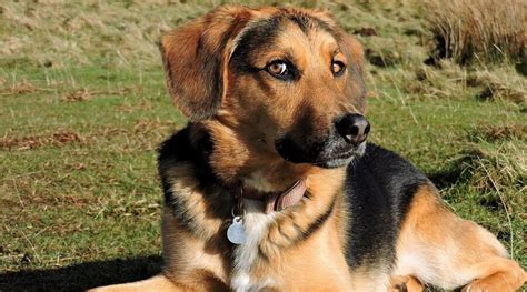 German Shepherd Hound Mix 2021 Basset Hybrid Cross Breed Puppy