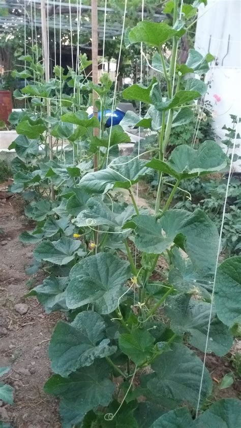 How To Grow Cucumber Easy Different Tips To Grow Cucumber Everything