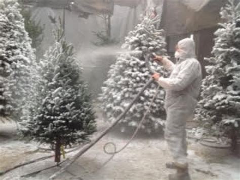 Flocking Gives West Coast Christmas Trees That Snowy Look Cbc News