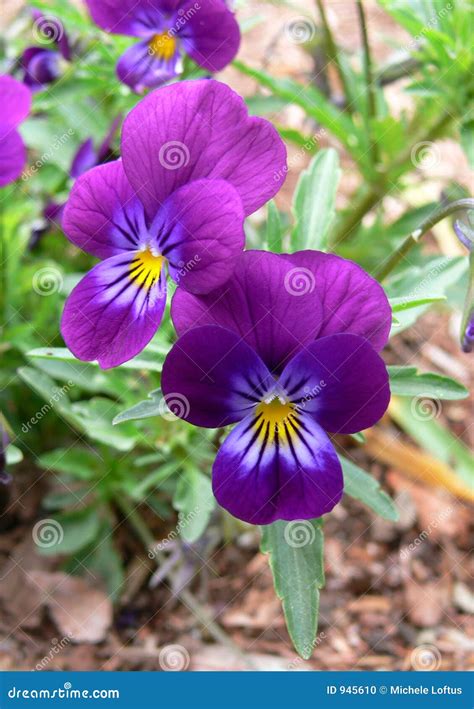Pansies In The Garden Stock Photo Image Of Horiculture 945610