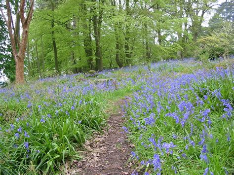 Best Walks For British Bluebells The English Garden