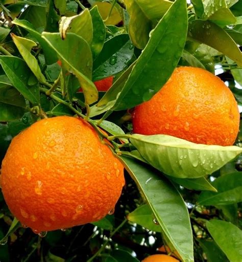 Patio Citrus Tree Collection Orange Lemon And Lime Tree Citrus Feed