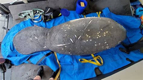 Pregnant Manatee Gives Birth After Mothers Day Weekend Rescue