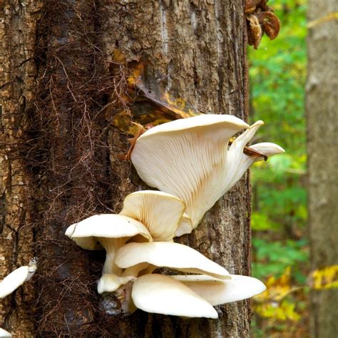 Oyster Mushroom Identification Foraging And Cooking Mushroom