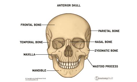 The Human Skull Laminated Anatomical Chart Ph