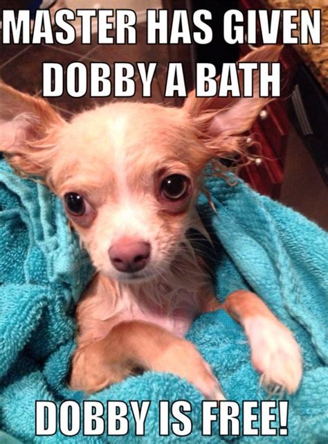 Black beans, extra lean taco meat and salsa mixed with a little clean ranch dressing. 4172 best Funny Puppy Memes images on Pinterest | Funny ...