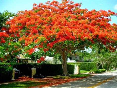 Orange Flowered Trees In South Florida Mexican Red Bird Of Paradise