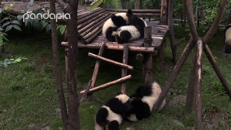 Big Baby Panda Fight Youtube