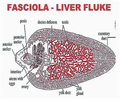 Liver fluke infections aren't common in the united states, but they do occur. FASCIOLA HEPATICA-LIVER FLUKE STRUCTURE | BIOZOOM