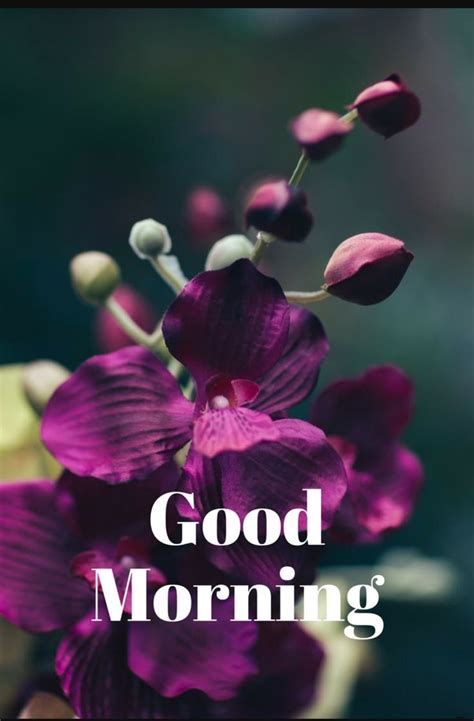 Pin By Lalit Rana On Morning Wishes Good Morning Beautiful Flowers